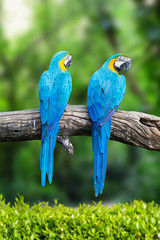 Two blue macaw on branches in tropical.