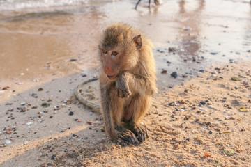 Monkey on the shore