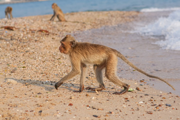 Monkey on the shore