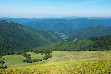 Herd of sheep on pasture in beautiful spring Ukrainian mountains