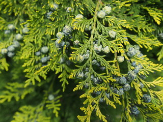 thuja branch with cones