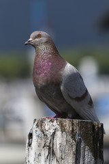 Fototapeta premium pigeon on lake