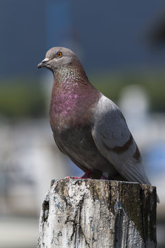 pigeon on lake