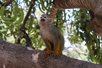 Monkey sits on tree
