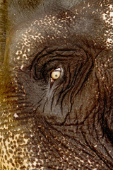 India, Eye of elephant