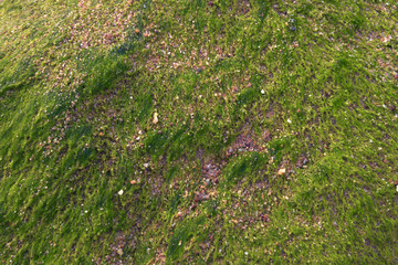 Fototapeta premium water moss detail