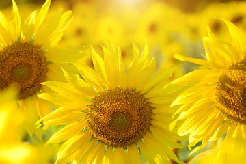 Obraz premium Sunflowers
