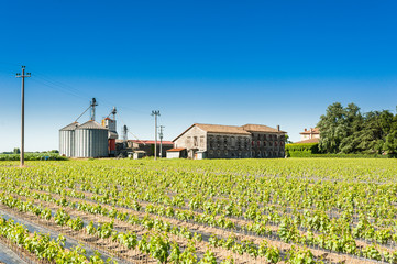 Field of rooted grafts of vine