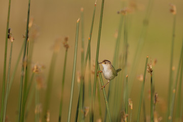 Marsh Wren at dawn in Alamosa National Wildlife Refuge in Colorado