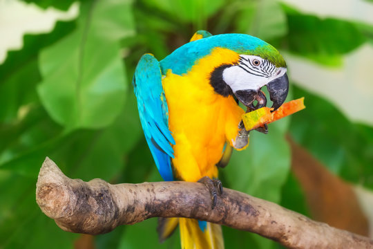 Colorful parrot eating on a branch