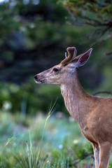 Young Mule Deer in velvet at dawn in the Rocky Mountains of Colorado