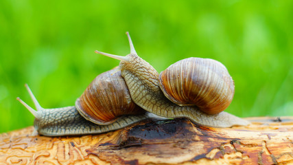 Grape snails playing on the log
