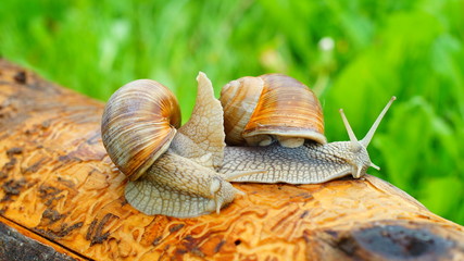 Horny grape snails creeping along the log