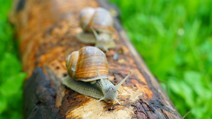 Grape snails creeping along a beam