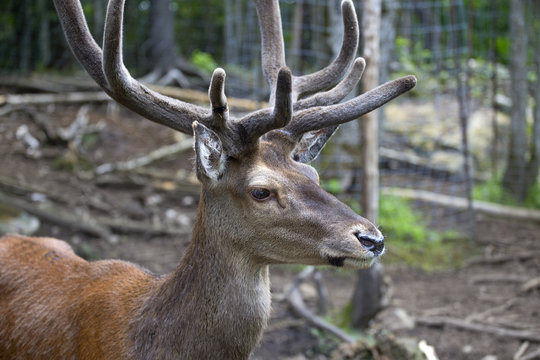 Beautiful elk 