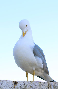 standing Seagull over blue sky