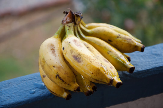 Lady Finger bananas