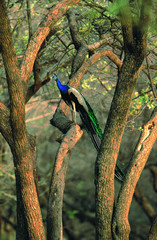 Peacock in the bush india