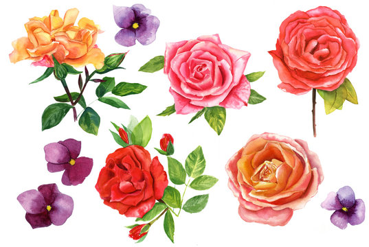 A set of vintage style watercolour drawings of roses on white background