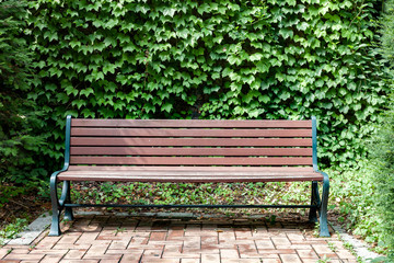 Bench and Ivy