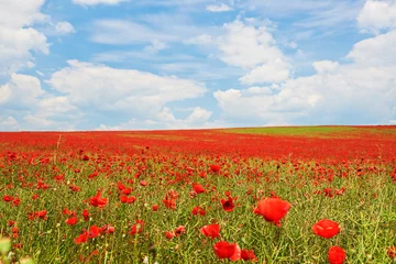 Foto op Plexiglas Landscape of poppies field of red flowers in Bulgaria © lucky_marinka
