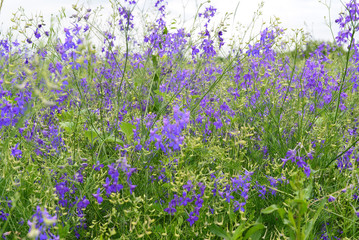 Obraz na płótnie Canvas Blue wildflowers at meadow in summer