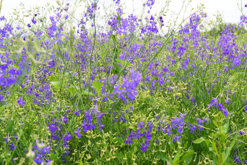 Obraz na płótnie Canvas Blue wildflowers at meadow in summer