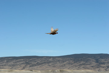 Ring-neck pheasant in flight