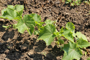 Cucumber seedling