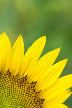 sunflower petal