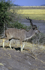 Kudu (Tragelaphus strepsiceros) del Chobe National Park in Botswana
