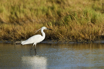 Little egret in Pottuvil, Sri Lanka