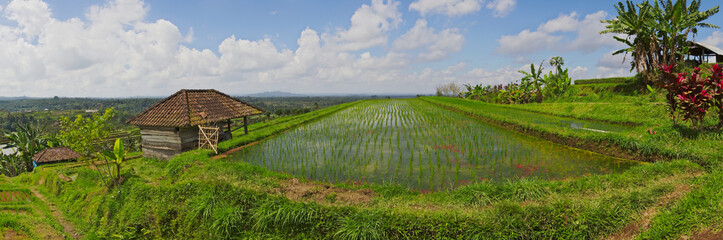 Exotic rice terrace field panorama in Bali