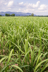 Fototapeta premium cane plantation