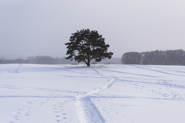 Lonely pine tree