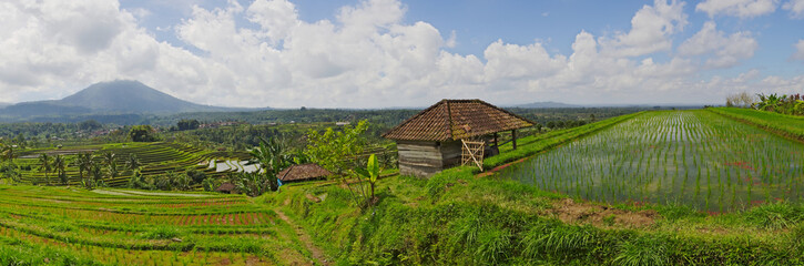 Panoramic shot of exotic rice terrace Jatiluwih in Bali