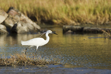 Little egret in Pottuvil, Sri Lanka