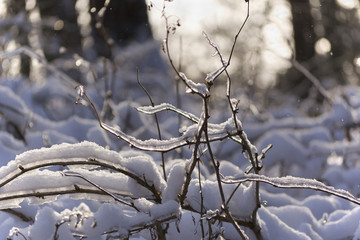 Frost and sun