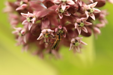 Close-up of Milkweed flower and insect 
