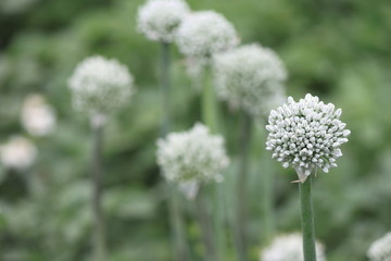 Close view of onion flower stalks