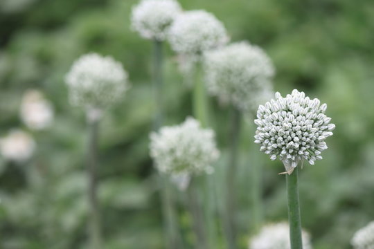 Close View Of Onion Flower Stalks