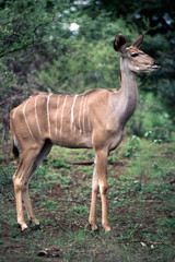 Una Femmina di Kudu (Tragelaphus strepsiceros) del Parco Nazionale del Kruger in Sud Africa
