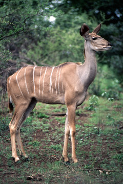 Una Femmina di Kudu (Tragelaphus strepsiceros) del Parco Nazionale del Kruger in Sud Africa
