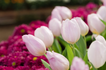 colorful tulips flower blooming in floral garden