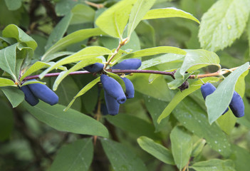 Honeysuckle