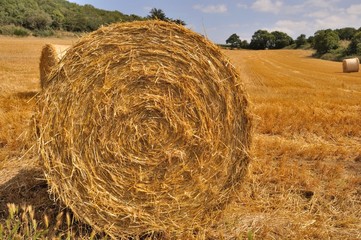  Round straw bales in harvested fields