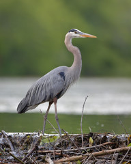 Great Blue Heron Stalking its Prey from a Beaver Dam
