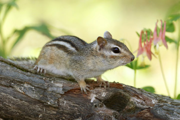 Eastern Chipmunk on a forest log in spring next to some flowering Wild Columbine - Ontario, Canada