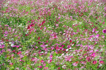 Obraz na płótnie Canvas Colorful flower field