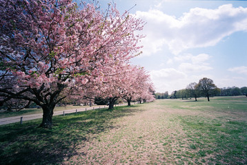 sakura blossoms/cherry blossoms